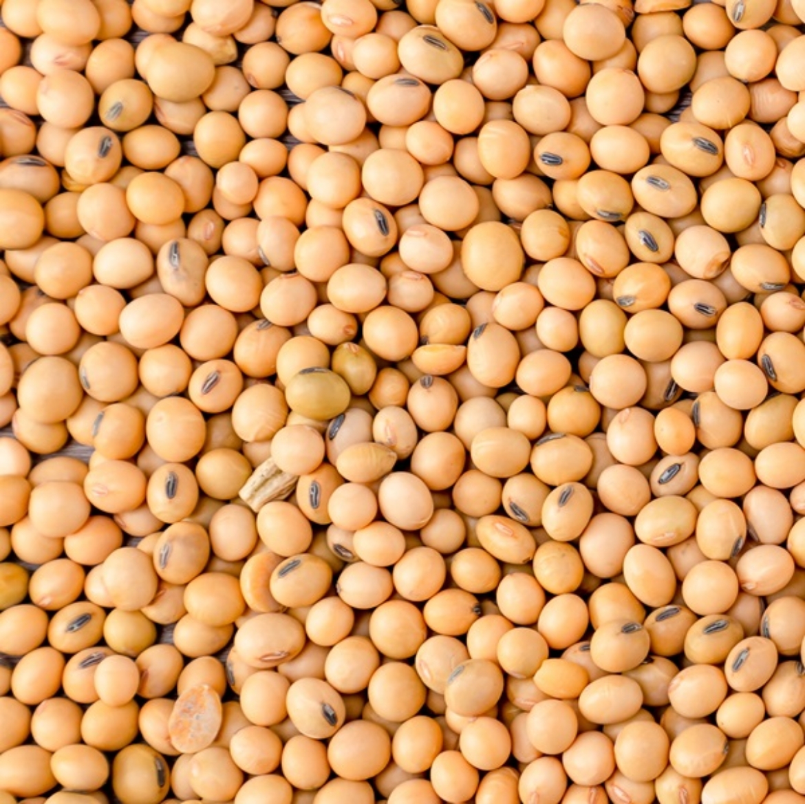 Picture of 5KG SOYA BEANS